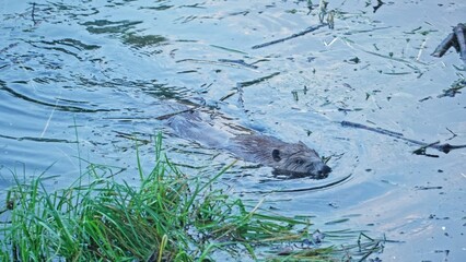 Wild Beaver Swimming in Water Searching For Food and Wood for Lodge Nest on River Bank