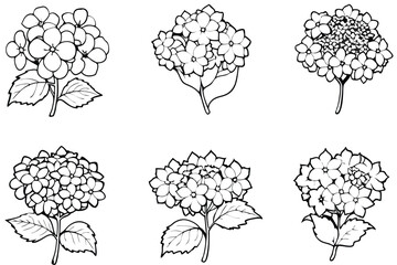 Hydrangea line art illustration Design Concepts