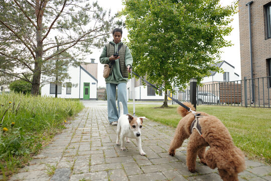 Two purebred pets pulling leashes held by teenage dog sitter with mobile phone texting or looking through new online posts during stroll