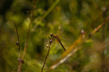 Beautiful closeup silhouette dragonfly on the grass