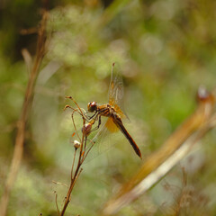Dragonfly and blur bokeh background