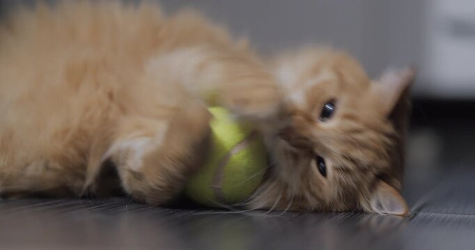 Ginger cat bites tennis ball. Cute pet with toy plays on floor. Fluffy domestic animal at home.