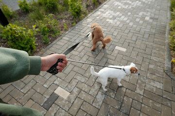 High angle of hand of teenage dog sitter or owner pulling leashes with two purebred pets while taking stroll with them in the morning