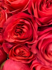 red roses background