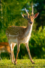 Damhirsch in der Morgensonne