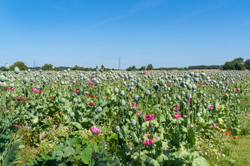 Poppy heads of the Papaver. Somniferum Giganteum or “Giant Poppy” Variety in a field