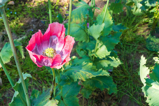 Pink Poppy flower of the Papaver. Somniferum Giganteum or “Giant Poppy” Variety in a field
