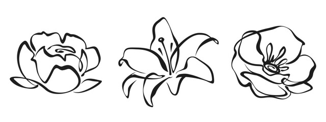 Peony, lily, and poppy flower. Black line art drawing of flowers isolated on a white background. Vector line art illustrations © naddya