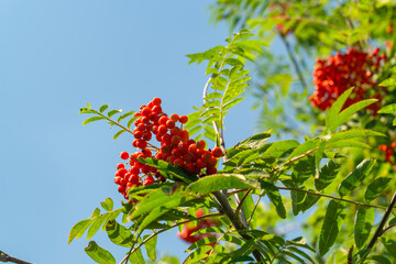 Rowan tree with ripe red berries, Mountain ash with red fruit