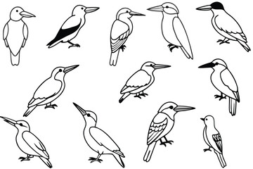 Kingfisher bird line art illustration