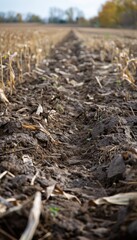Obraz premium Soil Conservation in Agriculture Field with Minimal Tillage and Crop Residue for Sustainable Farming