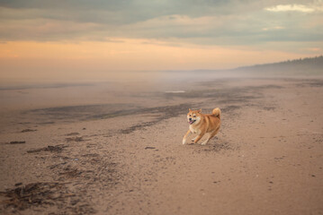 Red shiba inu dog is running on the Baltic sea beach during the sunset