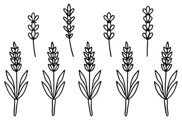 Lavender line art illustration Design Concepts