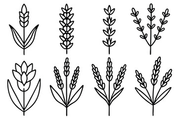 Lavender line art illustration Design Concepts