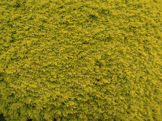 Natur pur erleben, nimm dir Zeit, Taxus Hecke