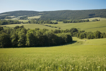 Fototapeta premium Endless rows of golden wheat stretch across the vast green landscape, framed by rolling hills and a clear blue sky