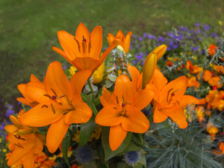 Natur pur erleben, nimm dir Zeit, Lilien am Grab, Gefühle entwickeln