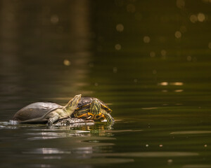 A Pig nose tortoise with Red ear slider