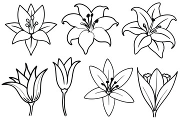 Lily line art illustration Design Concepts