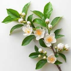 Sprig of tea plant camellia sinensis with white flowers blooming is lying on white background
