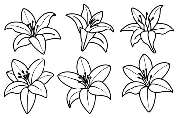 Lily line art illustration Design Concepts