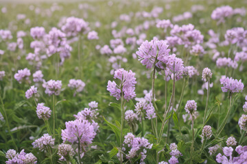 Field of lavender flowers blooming in the summer sun, a picturesque scene of purple beauty
