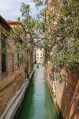 Canaux et arbres &agrave; Venise en Italie