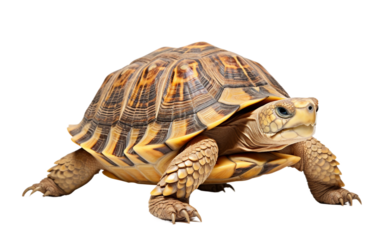 Detailed close-up of a tortoise with intricate shell patterns, ideal for reptile and nature-themed projects.