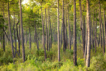 Mediterranean coniferous forest in summer with its thin, tall trunks and green, leafy canopies creating a texture and sensation of depth