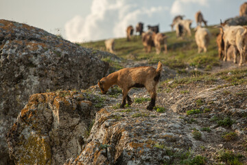 landscape and beautiful green nature in the Republic of Moldova, a small friendly country in Eastern Europe.