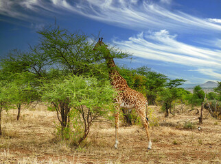Maasai Giraffe and acacia tree Serengeti National park