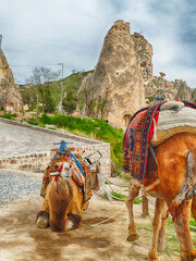 Two camels resting with traditional saddle near rock formation