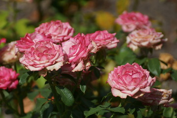 pink roses ion the street
