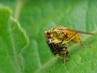 Scathophaga stercoraria