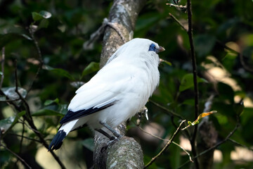 Balinese starling perched on  a tree branch
