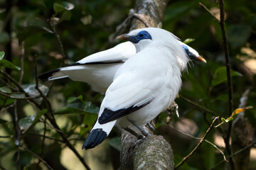 Balinese starling perched on  a tree branch