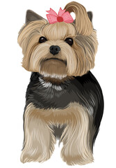 Tiny Yorkshire terrier puppy cartoon drawing dog drawing funny post dog lover