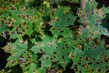 Disease of maple trees in autumn. Damage of Rhytisma acerinum fungus in acer leaves. Sick leaf with...