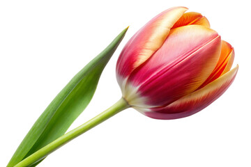 tulip flower isolated