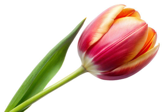 tulip flower isolated