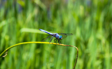 Dragon fly landing on a plant