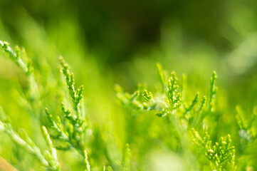 Beautiful japanese cypress leaf in the forest.