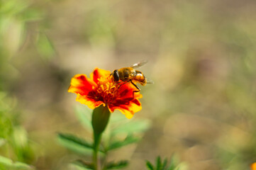 A bee, anthophila, collects pollen from an aloe flower. a macro photo of a small insect found on a flower