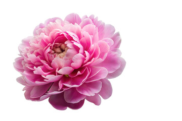 pink peony flower isolated