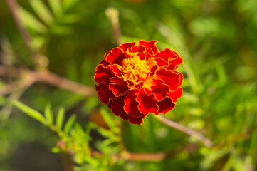 tagetes patula durango red marigold.