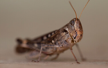 Grasshopper lobster in close-up view