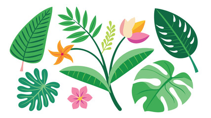 Tropical leaves. Cartoon jungle exotic palm plants and flowers. Banana, philodendron, plumeria, monstera leaf isolated on white background. Floral element vector set  © Tanvir
