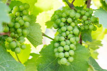 Grapes for riesling wine growing on the vine, vineyard in Trier, Moselle Valley in Germany, landscape and agriculture in rhineland palatine 