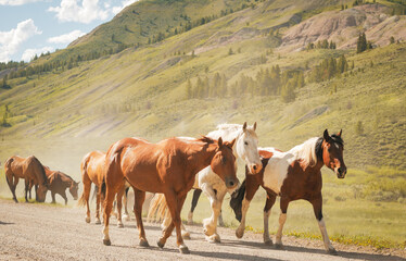 Wild Horses on Road