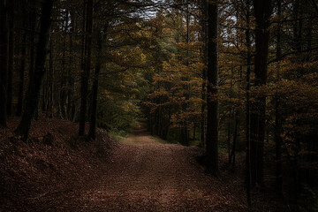 Obraz premium Bosque otoñal, con camino rural, en plena naturaleza